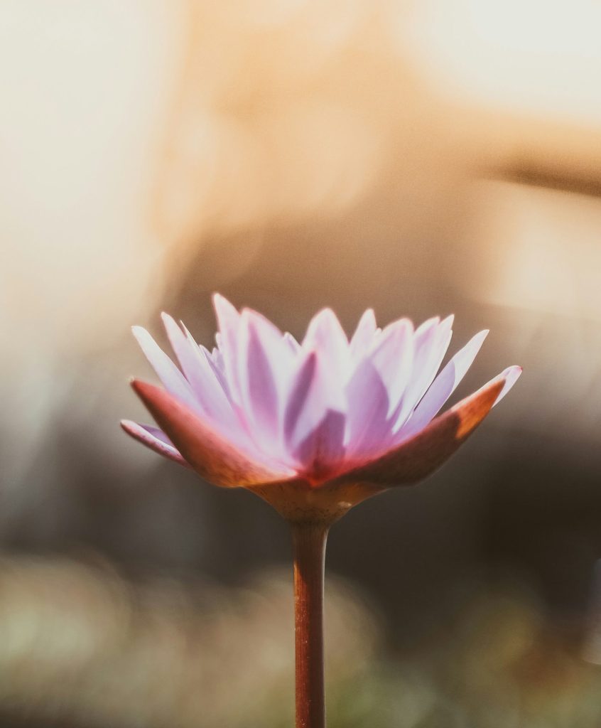 saffu pyaks30p9zg unsplash